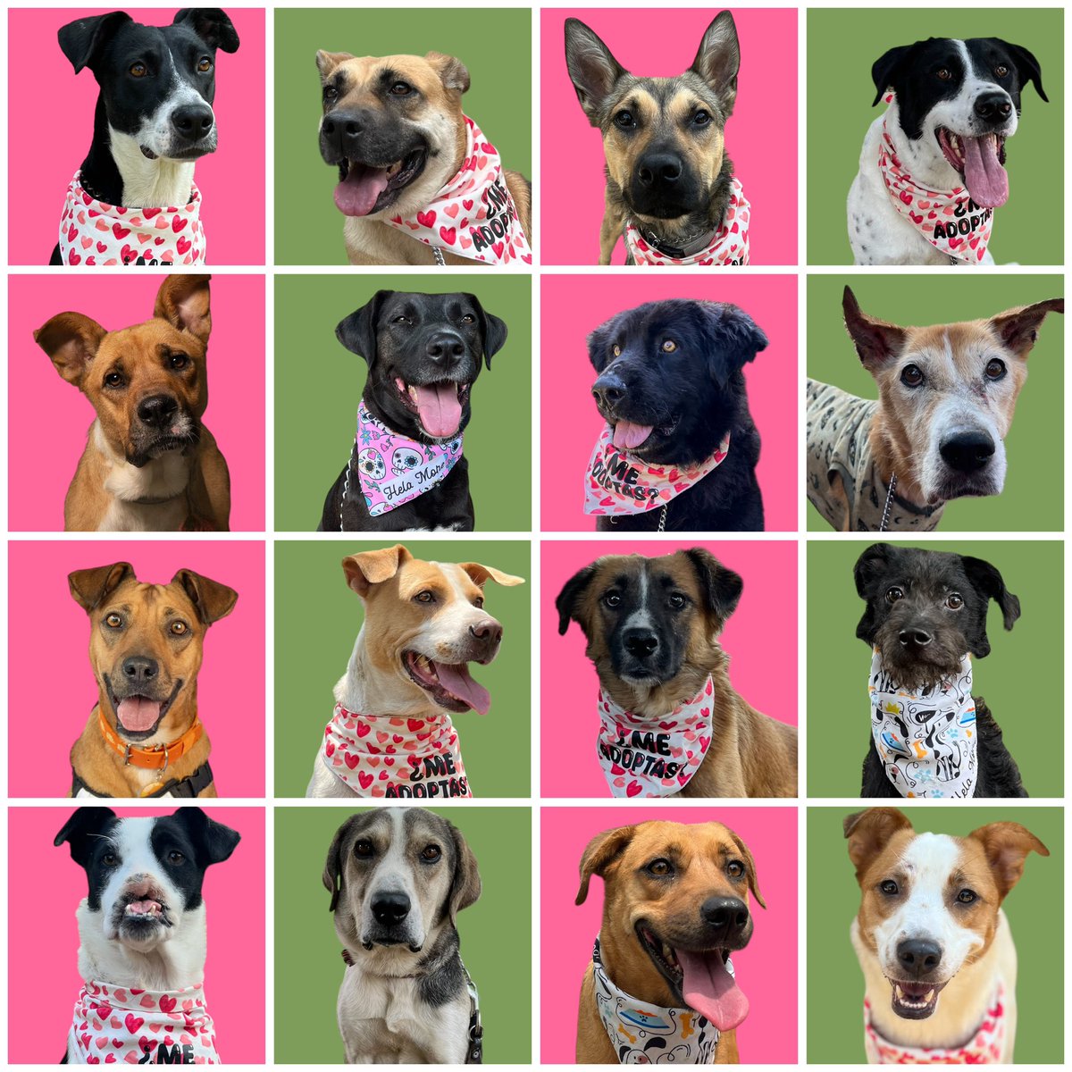 Cada vez que compartes nuestras publicaciones, estamos un paso más cerca de que alguno de nuestros más de 70 perritos rescatados encuentre un hogar. 🐾

Ayúdanos compartiendo o apadrinando.
Estamos en CDMX.