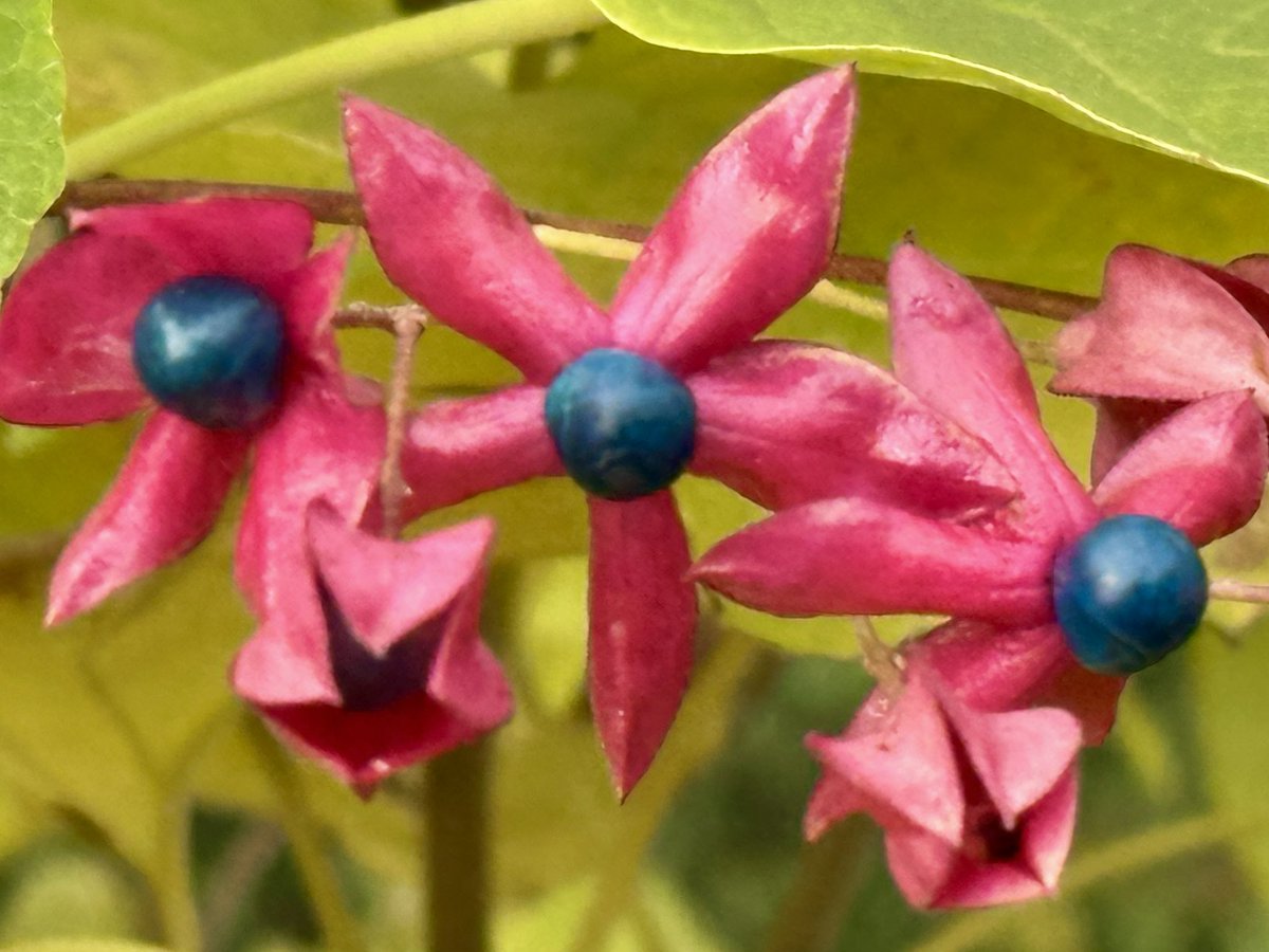 Cloudsailor / 星羅の一日一花 (@sjyszm) / Posts / X