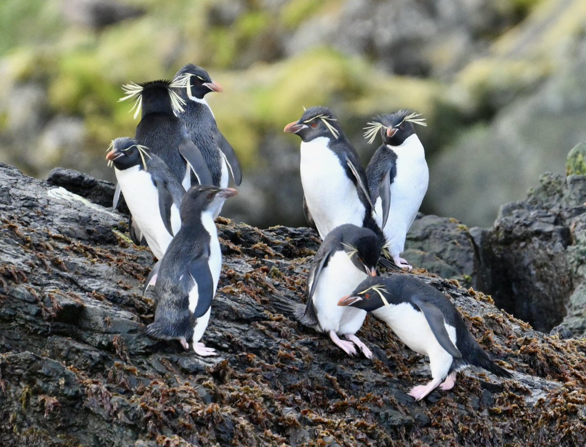 Can’t get enough of these Alberts