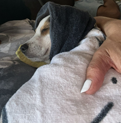 Rescate un perrito de la calle, LES PRESENTO A LUPITA! luego de que fallecio nuestro ultimo perro mi madre dijo ninguno mas jamas... y ahora mirenla, la tiene como bb no la suelta