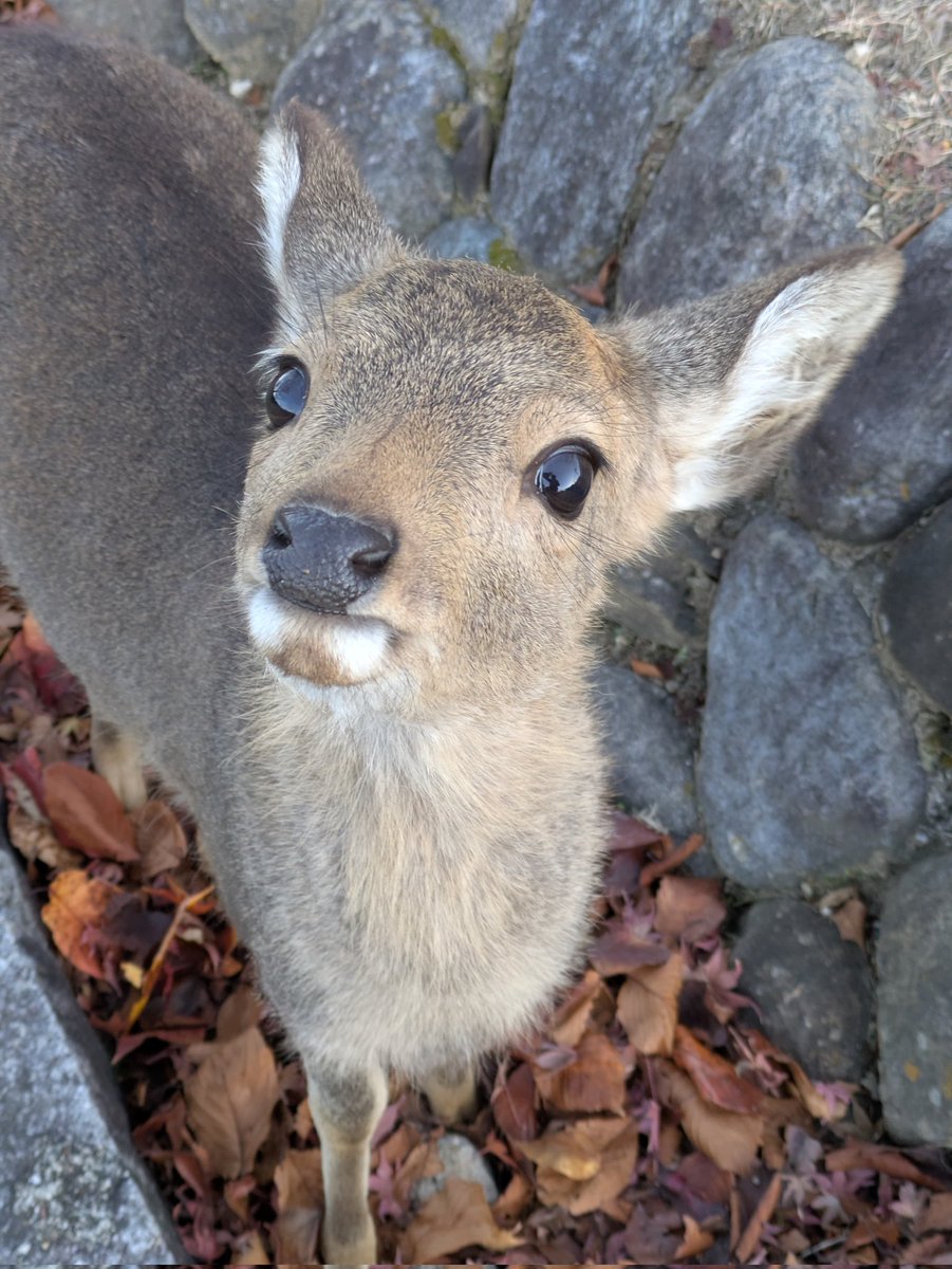 *Looks at you with my big autistic eyes*