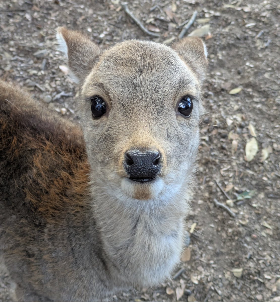 Deerpostss's tweet photo. *Looks at you with my big autistic eyes* https://t.co/5CvoalseXZ
