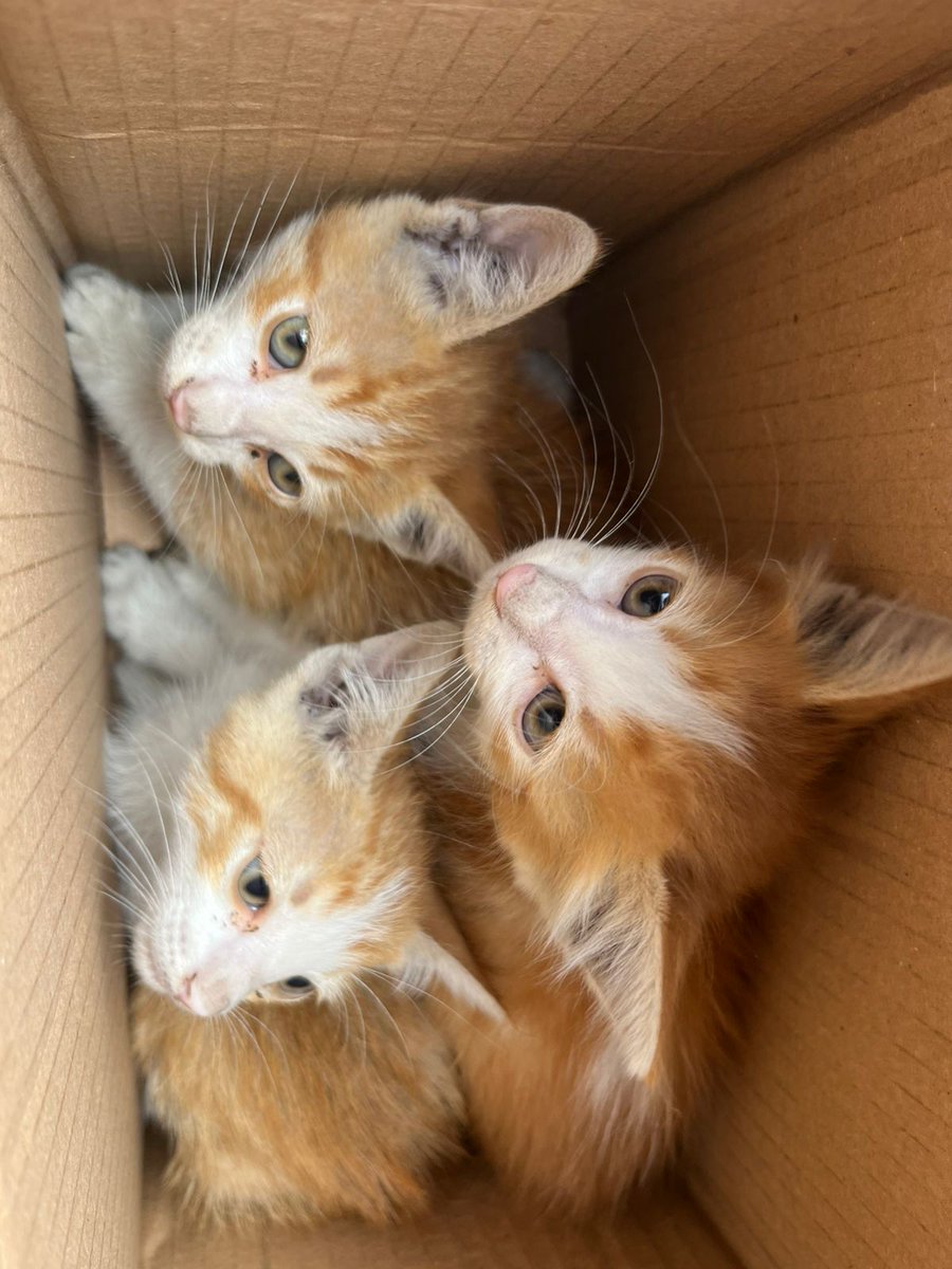 SIGUEN TIRADOS!AYUDA 🆘 NECESITO SACARLOS DE LAS CALLES! UN GATITO MORDIDO QUE NECESITA VETERINARIA 
LOS CACHORROS LACTANTES SE VAN A MORIR SI NO LLEGAN AL TRÁNSITO, MATARON A LA MAMÁ ❤️‍🩹SON 4 TRASLADO QUE SUMAN $200 MIL PESOS VAN DE PROVINCIA A CAPITAL!

📌ALIAS MISUPERAMIGOFIEL