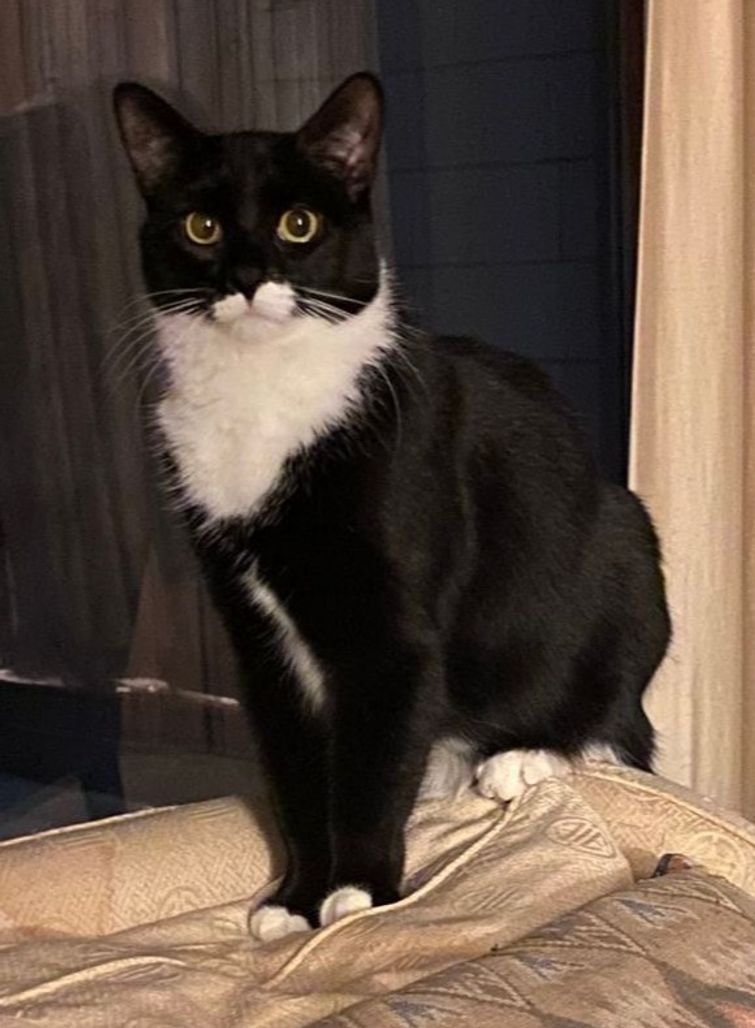 Keep an eye out for Chloe
She has been missing since 12/9/2025
Black &amp; white cat w white patch on face and white paws
#Warwick #RI
Toll Gate Rd. 55+ community located behind Bald Hill Dodge
Please email d57c679c@contact.petfbi.org
buff.ly/VZBN6bO #Lostcat #Rhodeisland