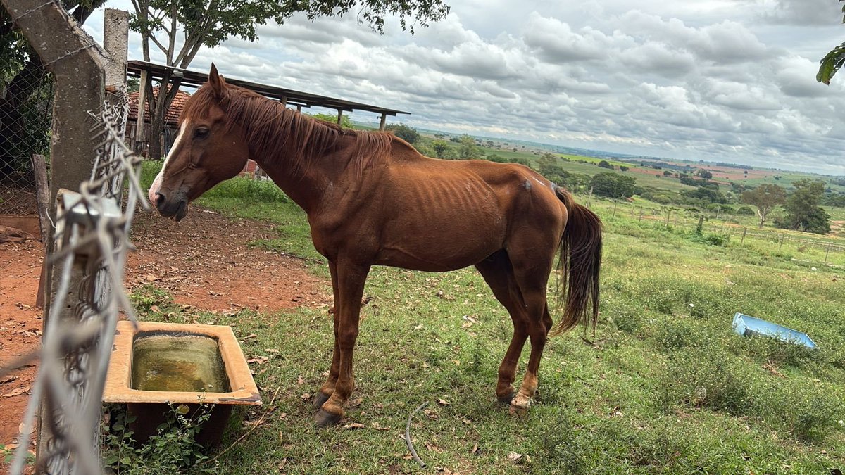 DexertoVirginia's tweet image. Umamusume fans are built different. 🏇🏼

Brazilian Umamusume fans banded together to help save a sick former racehorse named 'Risk' from being euthanized at a slaughterhouse.

Equestrian and anime fan 'Ana' helped raise 2.8 BR ($516 USD) to buy him from the slaughterhouse.