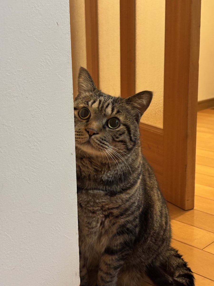 キジトラ虎三郎 (@TH82624015) / Posts / X