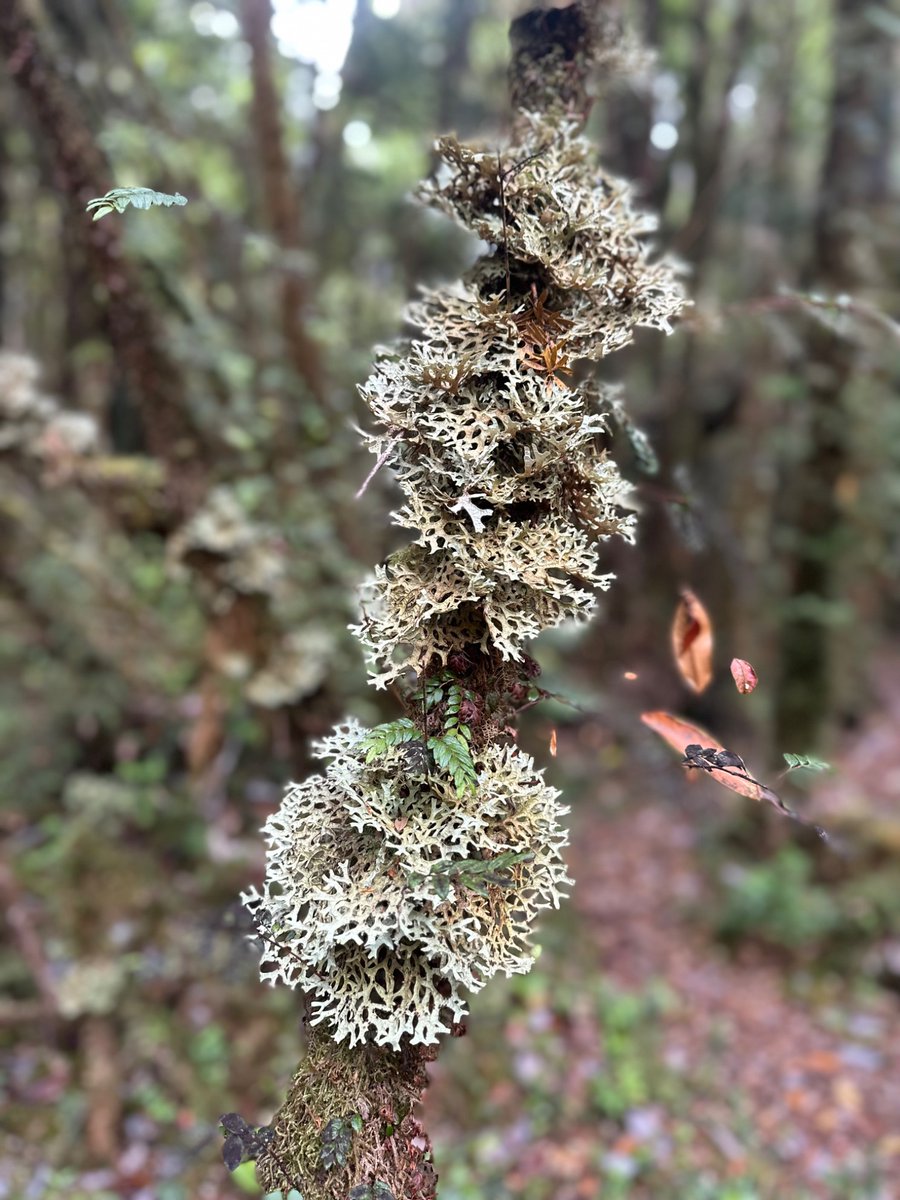 Cristobal Pinera tweet media