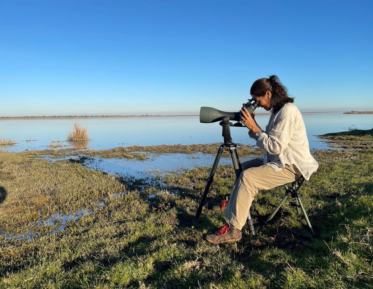 #Doñana #birdwatching