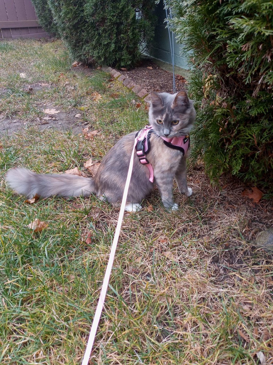 Tusita female muted-color calico cat
#Lostcat
She is 3 years old
Area last seen: 15 Friendship Place near Newport Hospital
Report sightings to 401662748two
buff.ly/yRdEcXp
#Newport #RI #Rhodeisland #Oceanstate