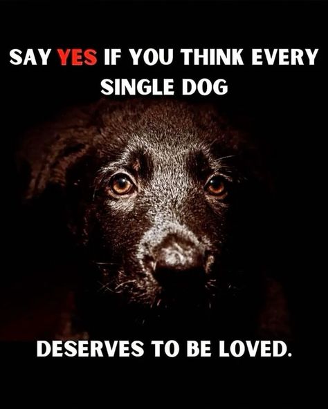 Dog Lovers (@doglovers03) on Twitter photo 