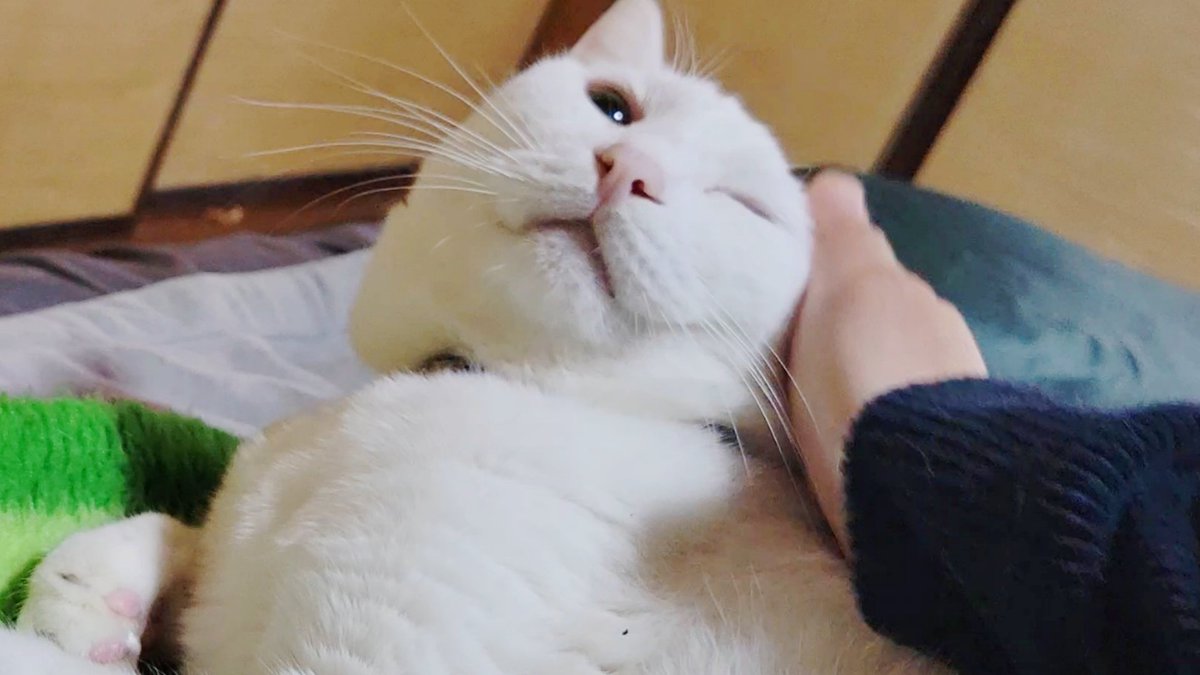 おもち。🐰Live2D準備中🌟 (@omoti_817) / Posts / X