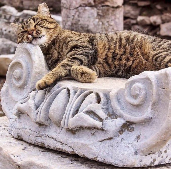 Efes Antik Kenti’ndeki İon sütun başlığının volütünde uyuyan bir Pisus. 

🏛️İzmir