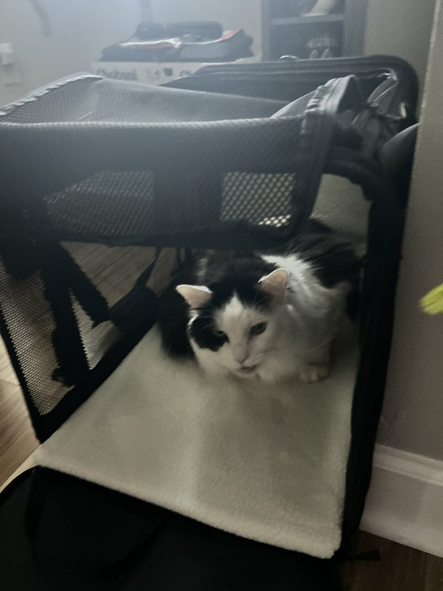 Fleo 🍮🐆| Luminara tweet media