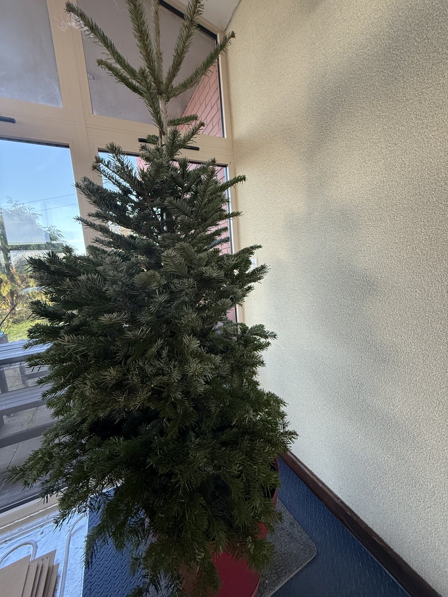 The blurb from the company who sent this says ‘we deliver your perfect Christmas tree to you’. Looks like only half a tree was able to grow