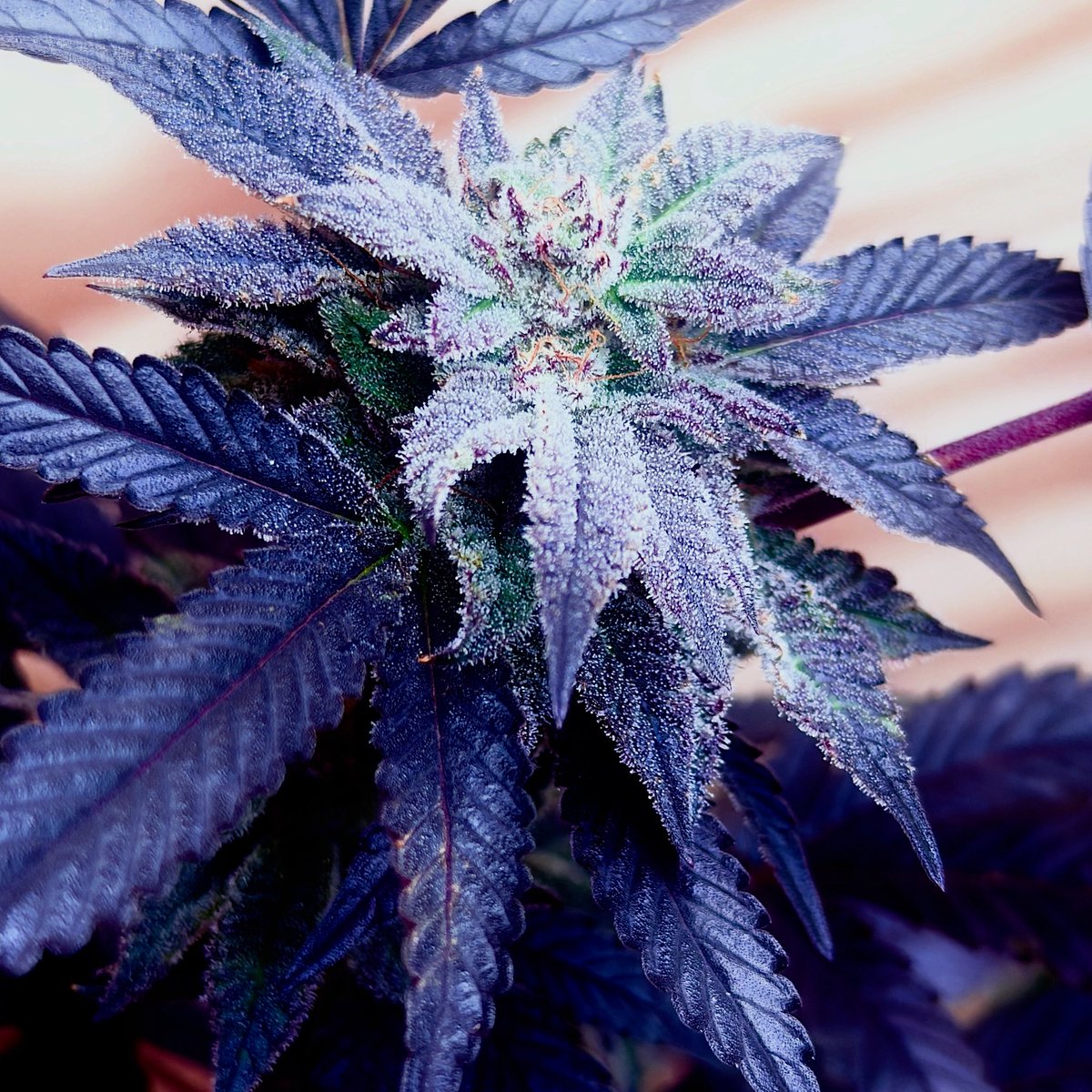 Quantum Leap
Mendo Breath x MendoDawg x Cherry Pie Kush bx x ( Grateful Breath f2 c Chem 91 )