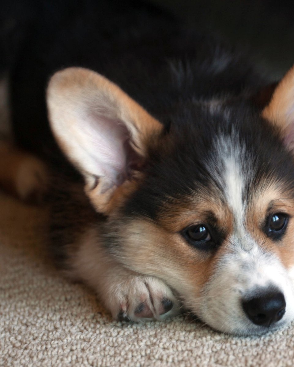 thesopawsome's tweet photo. My corgi's mission: to spread joy and find the best napping spots, with a fluffy butt as their beacon. ๐ค๐ #CorgiMission #NappingDog #CorgiLove #HappyPets #CorgiGram https://t.co/Mk5P51VoCe