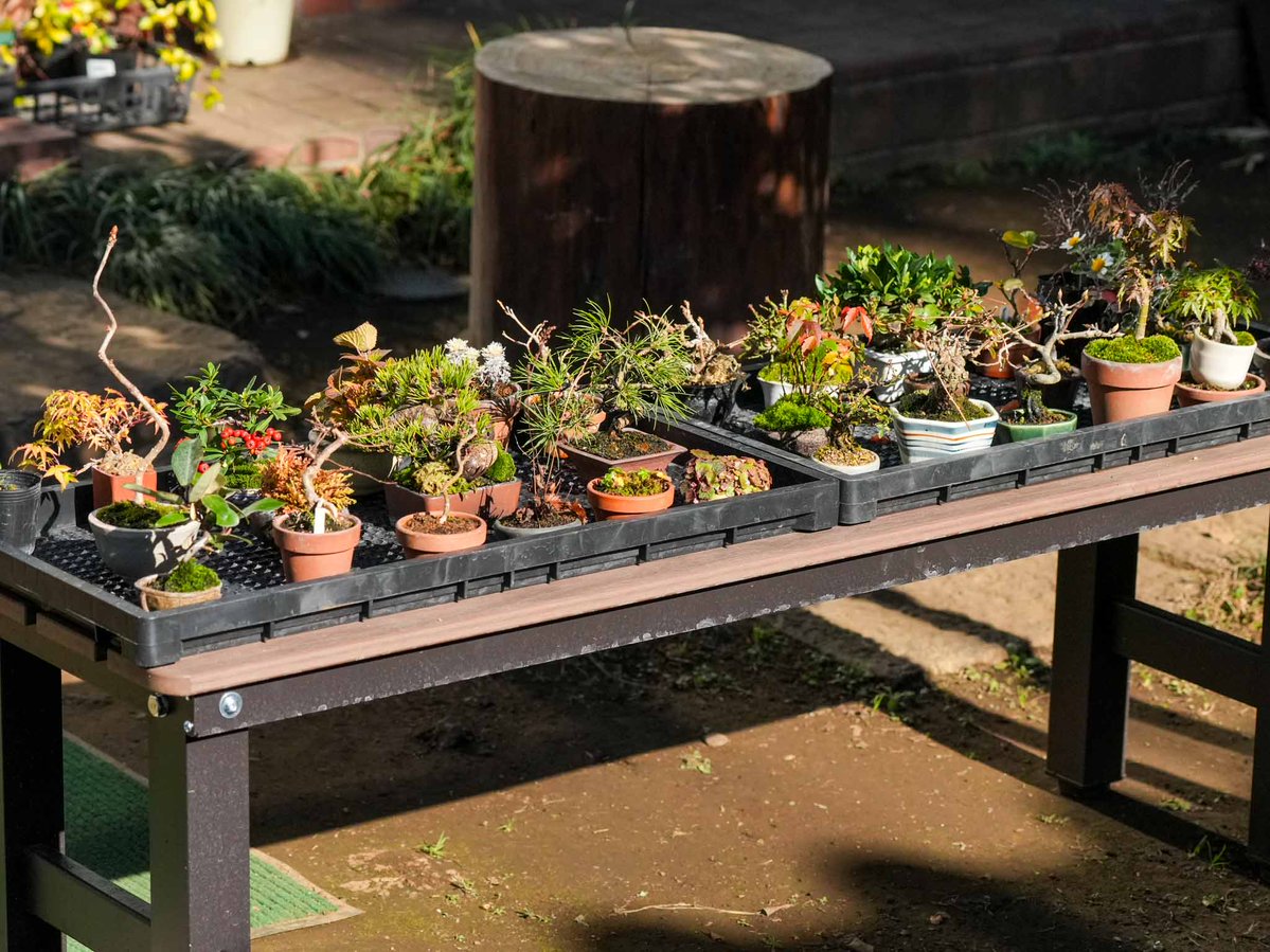 盆栽を始めたての頃、園主さんに「大きさにはこだわった方がいいよ