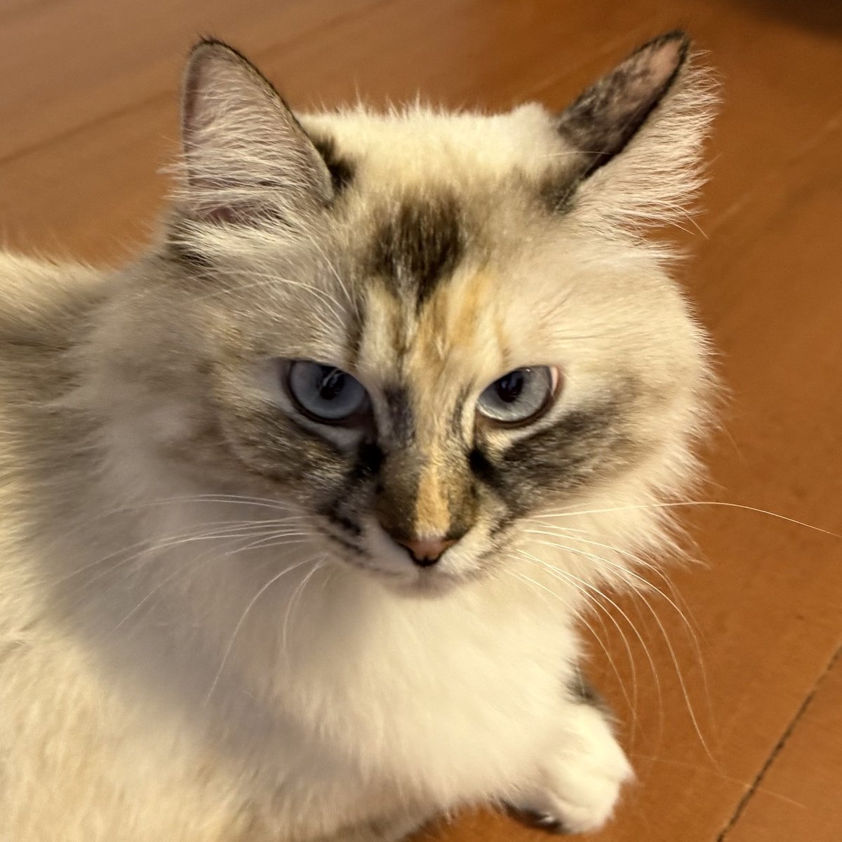 いずもん/まろ様＊mfmf (@7nfxwoi3F8lSqHU) / Posts / X