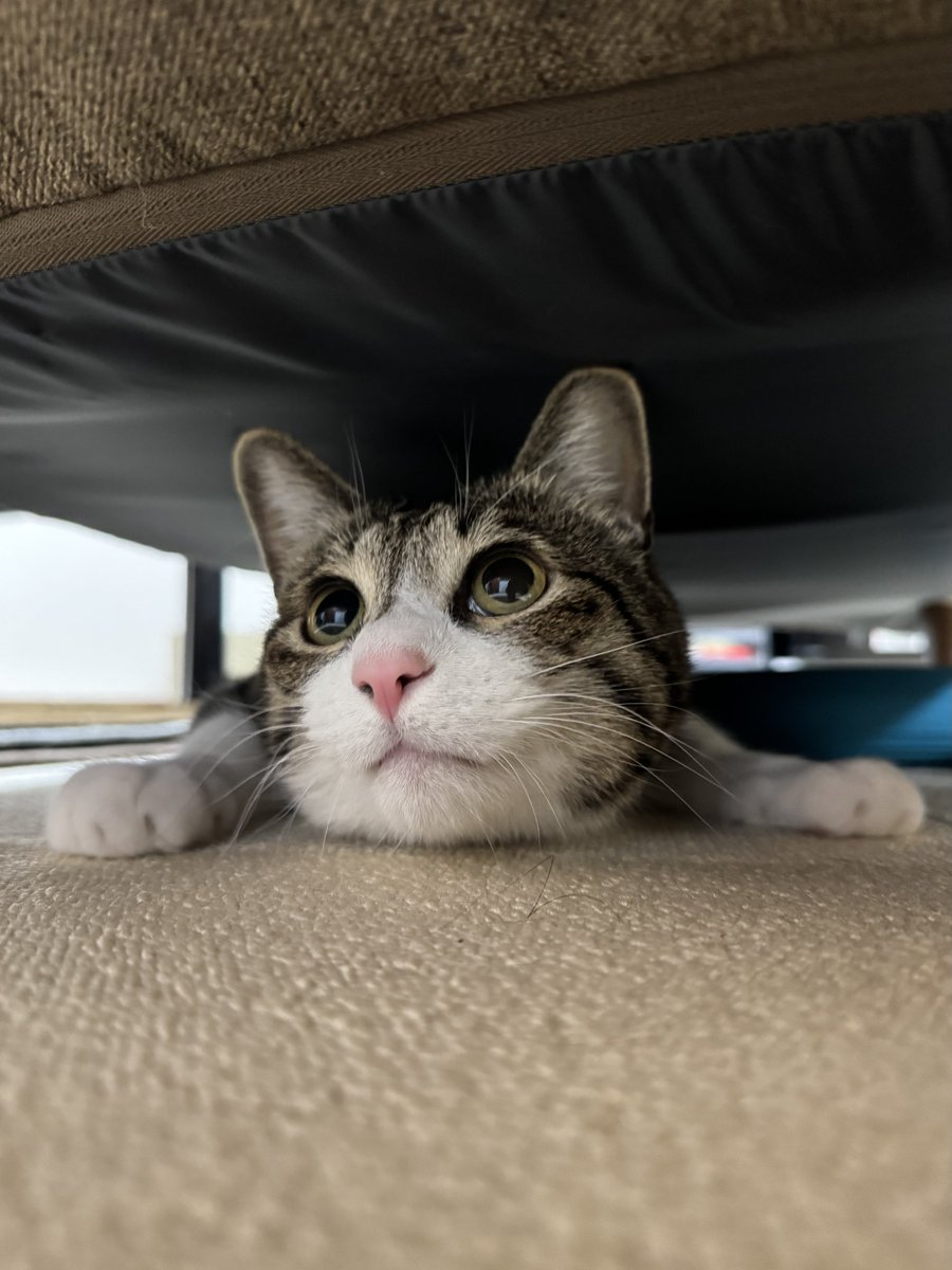 ぎんのねこ (@ginnonekoch) / Posts / X