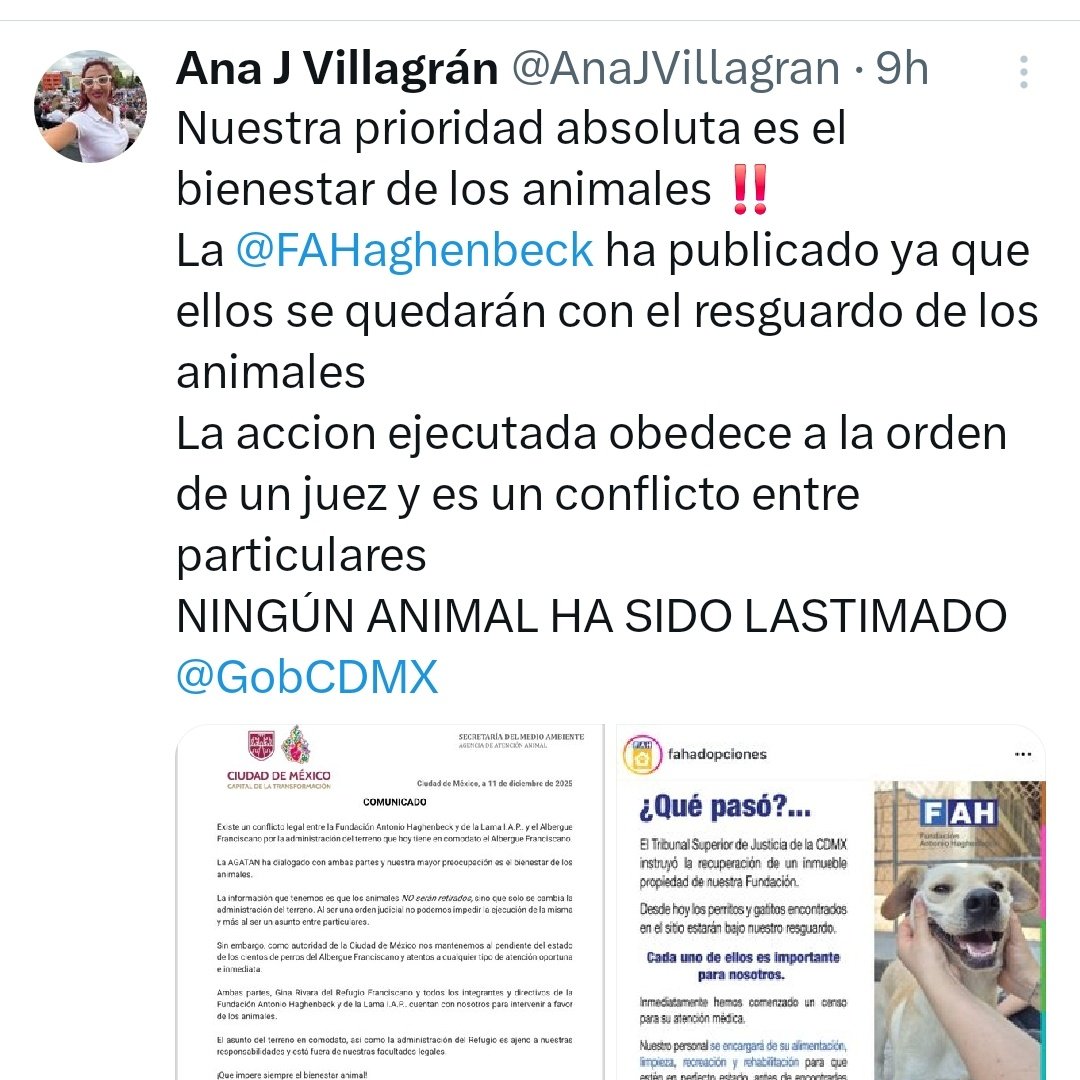 YoAmoaLaCiencia's tweet photo. ¿Fundación dice que responder a funcionarios de Brugada?

Mientras más de mil animales quedaron atrapados en un conflicto legal.

Las autoridades de la CDMX han optado por el silencio o, peor aún, por repetir lo que afirma la Fundación Antonio Haghenbeck y de la Lama.

Clara Brugada detuvo su propio discurso durante la presentación del Plan Integral de Bienestar Animal para agradecer públicamente a la presidenta de la fundación Haghenbeck y pedir que le dieran un aplauso. 

Durante su gobierno en Iztapalapa, la fundación Haghenbeck realizó campañas de esterilización que formaron parte de su estrategia territorial.

Esta cercanía hace cuestionable que en desalojo del Albergue Fraciscano se implementó un operativo en el que participó las fuerzas policíacas de su gobierno.

Pablo Vázquez no ha explicado por qué elementos de la Secretaría de Seguridad Ciudadana participaron en un conflicto estrictamente civil.

La Agencia de Atención Animal (AGATAN) publicó un comunicado que evade sus responsabilidades y PAOT simplemente ha guardado silencio.

La Ley de Protección y Bienestar Animal de la CDMX no deja espacio para interpretaciones.

Cuando hay animales potencialmente en riesgo, las autoridades están obligadas a intervenir físicamente, verificar condiciones y emitir medidas inmediatas. 

Esto aplica aunque el conflicto sea entre particulares, aunque exista una orden judicial y aunque una de las partes diga que “todo está bien”. 

Por eso AGATAN y PAOT deben presentarse hoy mismo donde están los animales, verificar presencialmente.

No por llamadas ni reportes de terceros o de cualquiera de las partes involucradas.

Se debe de revisar y documentar la salud de los animales, valorar el estrés, espacio, personal calificado y condiciones sanitarias. 

Además deben emitir medidas inmediatas de protección.

No existe en la ley el concepto de “estar al pendiente”. 

No existe la facultad de esperar a que una de las partes informe.  

Si hay animales involucrados, la intervención es obligatoria. 

Por eso el argumento de AGATAN de que “no pueden intervenir porque es un conflicto entre particulares” es un pretexto. 

La ley les obliga a intervenir, a verificar presencialmente y a no basarse jamás en la versión de una de las partes del conflicto.

Sin verificación presencial por parte de las autoridades, nada es válido.

Ninguna afirmación, ningún comunicado y ninguna garantía sirve si no está respaldada por presencia y certificación oficial.

Lo que está pasando muestra el favorecimiento discrecional a una fundación con vínculos políticos y operativos con el gobierno.

Mientras las autoridades responsables del bienestar animal se mantienen al margen usando argumentos que la ley desmiente.

AGATAN y PAOT no pueden postergar ni un minuto más: tienen que revisar a los más de mil animales, porque cada hora que pasa afecta a ambas partes, pero sobre todo a los animales.

Ana Villagrán, titular de AGATAN, no puede afirmar que los animales “están bien” basándose en el comunicado de la fundación Haghenbeck. 

Eso no es supervisión: es repetir la versión de una parte interesada.

Por lo pronto Brugada ya permitió que se usará a la policía capitalina en un caso particular de su socio político.

¿Qué sigue? ¿Simulación de supervisiones? ¿O se quedarán con lo que escriba la fundación?