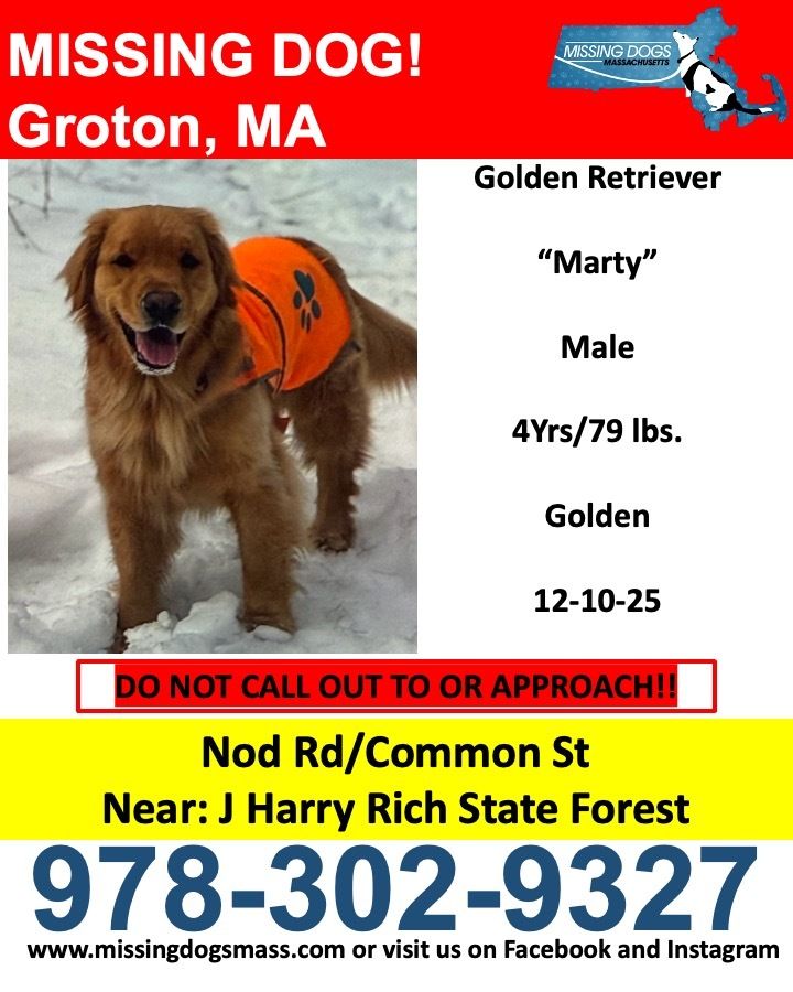 SistersInBiz's tweet photo. MISSING DOG
Golden Retriever "Marty"
12-10-25
Marty is 4 years old/79lbs, Golden Retriever
Area of Nod Rd/Common St, Near: J Harry Rich State Forest
Please Call:  978-302-93two7 
#Groton #MA #Massachusetts
 #grotonma https://t.co/Yz6ihP6DzB https://t.co/fL9vbflaIU
