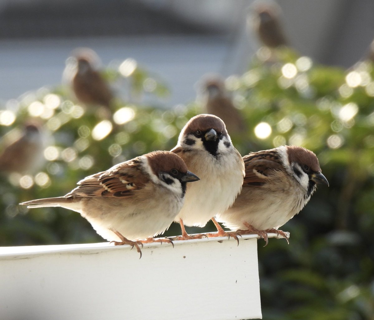 ちゅん太 (@venerechi13) / Posts / X