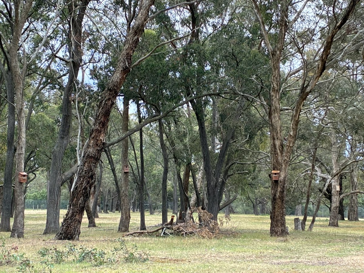 crackerscraigo's tweet image. Installing bird boxes. #FarmLyfe
