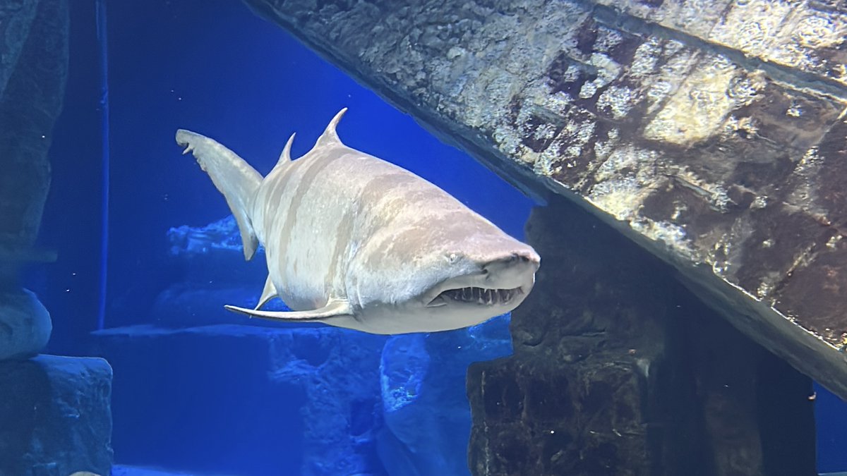 Sand Tiger Shark teeth are arranged in a random fashion that protrudes out from their jaw. This gives them an extremely ferocious look. There are 44-48 teeth in the upper jaw, while the lower jaw contains 41-46 teeth. 🦷 🦈