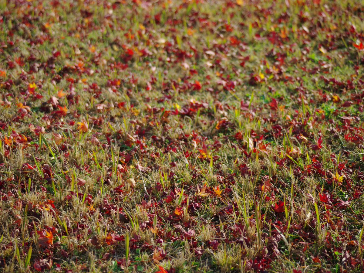 さらしな (@sara_4ee7) / Posts / X