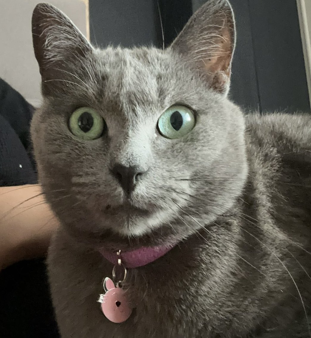 MrRFH's tweet photo. A shiny sixpence to anyone who can spot the difference between my cat (L) and current FBI Director Kash Patel (R) https://t.co/aVGK8bNCFV