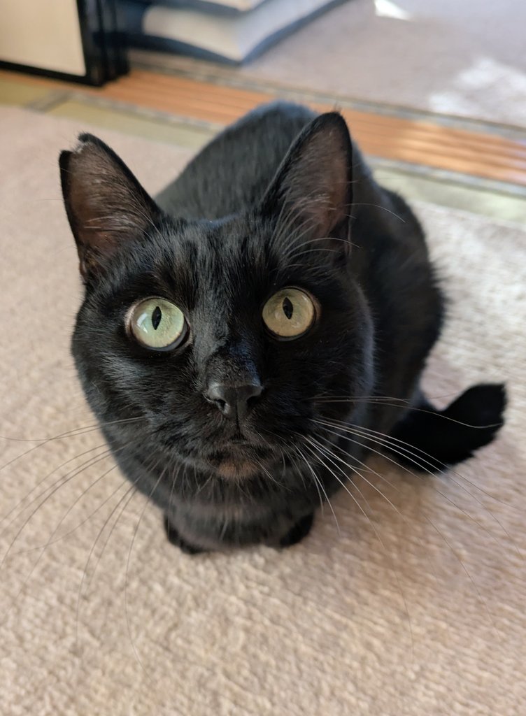 くろねこ みいたろう (@kuro0302cat) / Posts / X