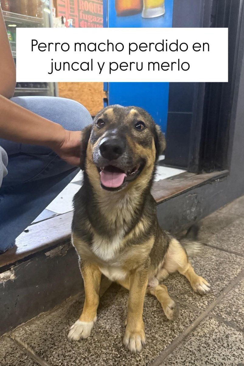 Perros de Merlo (@perrosdemerlo) on Twitter photo 