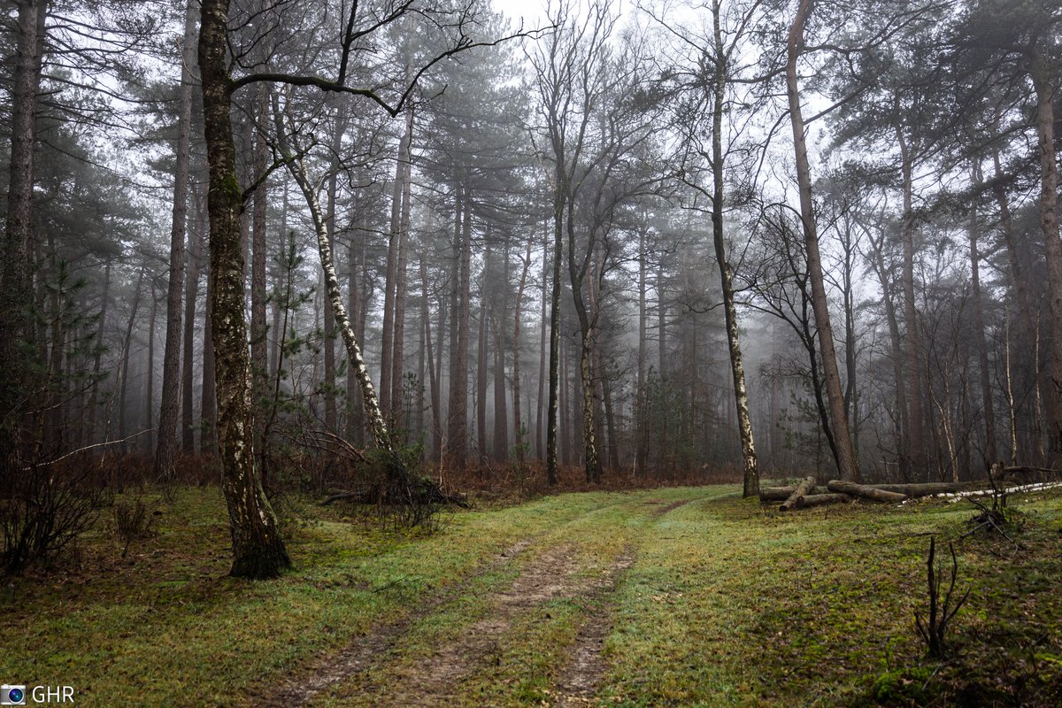 gina_huijbregts's tweet image. #PMJWeeklyChallenge #Framed @pmj_photos 
#10minutesfromhome 

Kampina, Boxtel, Netherlands