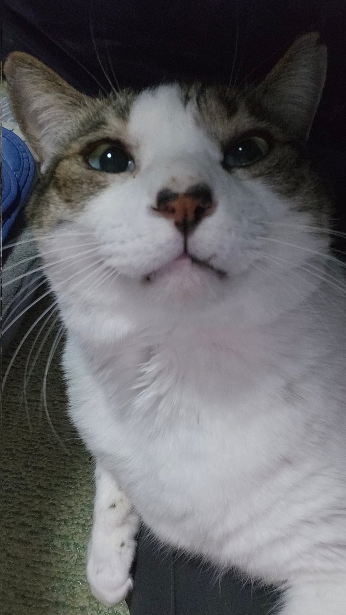 🎶 🐾とらちゃん😺💛😀🐾 ＃土アップ祭 🎉🦚🎉