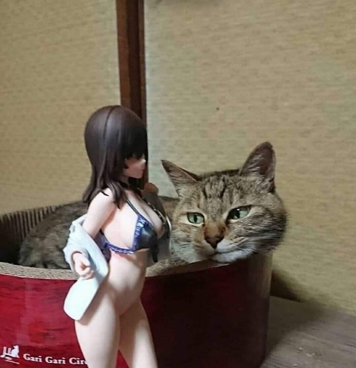 PunchingCat's tweet image. 