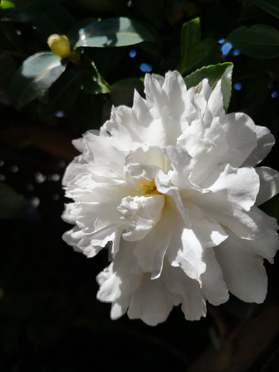 corocoore's tweet image. おはようございます❁.*･ﾟ

 #サザンカ   #山茶花