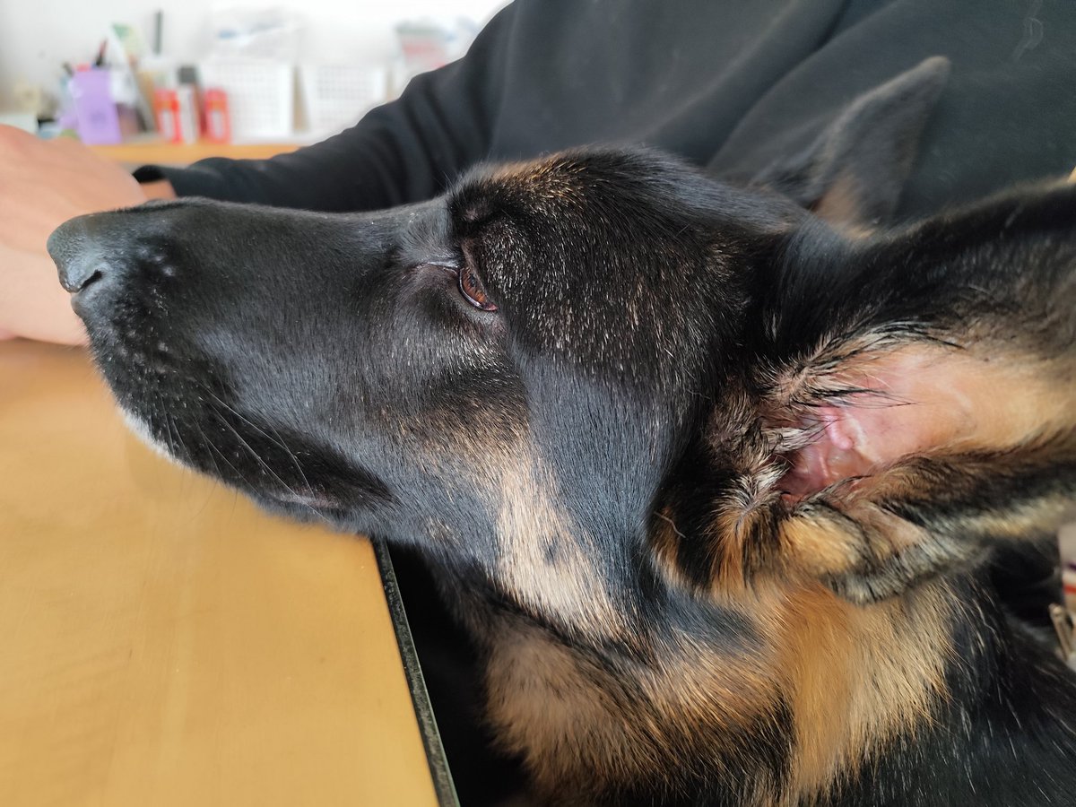 Post by ミラ🐺ジャーマンシェパード on X: パンくれぇ