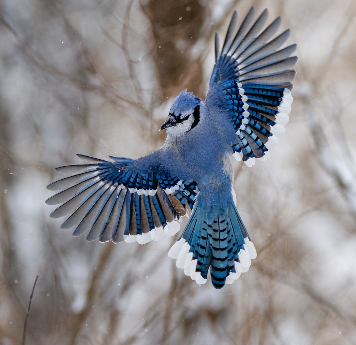 A Blue Jay giving a mid-flight glance over his/her shoulder while showing those beautiful blue feathers.