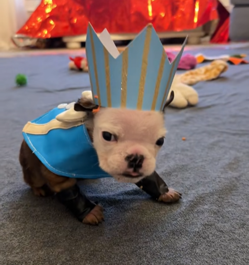 solanacipher tweet media