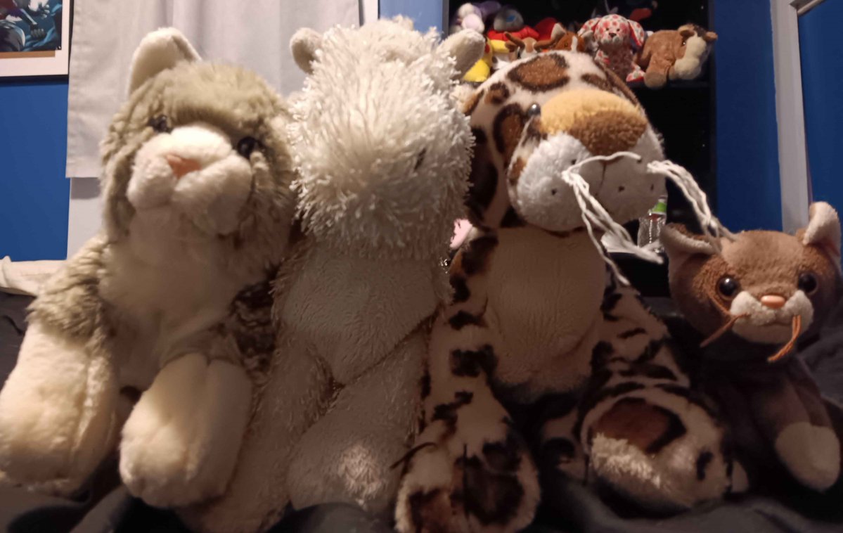 ShadowGohan7's tweet image. Team Winifer wins!