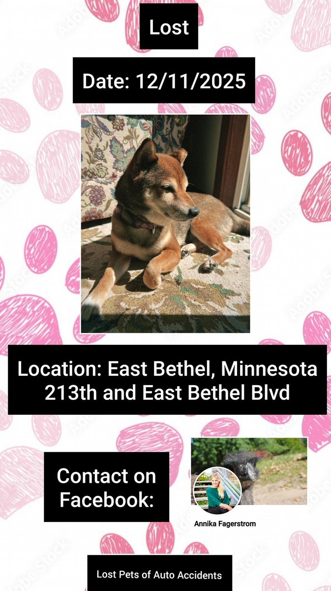 Kit was involved in a car accident and ran from the car
Accident happened 12/11/25
#EastBethel #Minnesota
Area: on 213th &amp; East Bethel Blvd
Female
Shiba Inu
Red, Brown, White
Partial paralysis in her back legs - walks with limp
Please contact: buff.ly/ewexE9b #MN #Lostdog