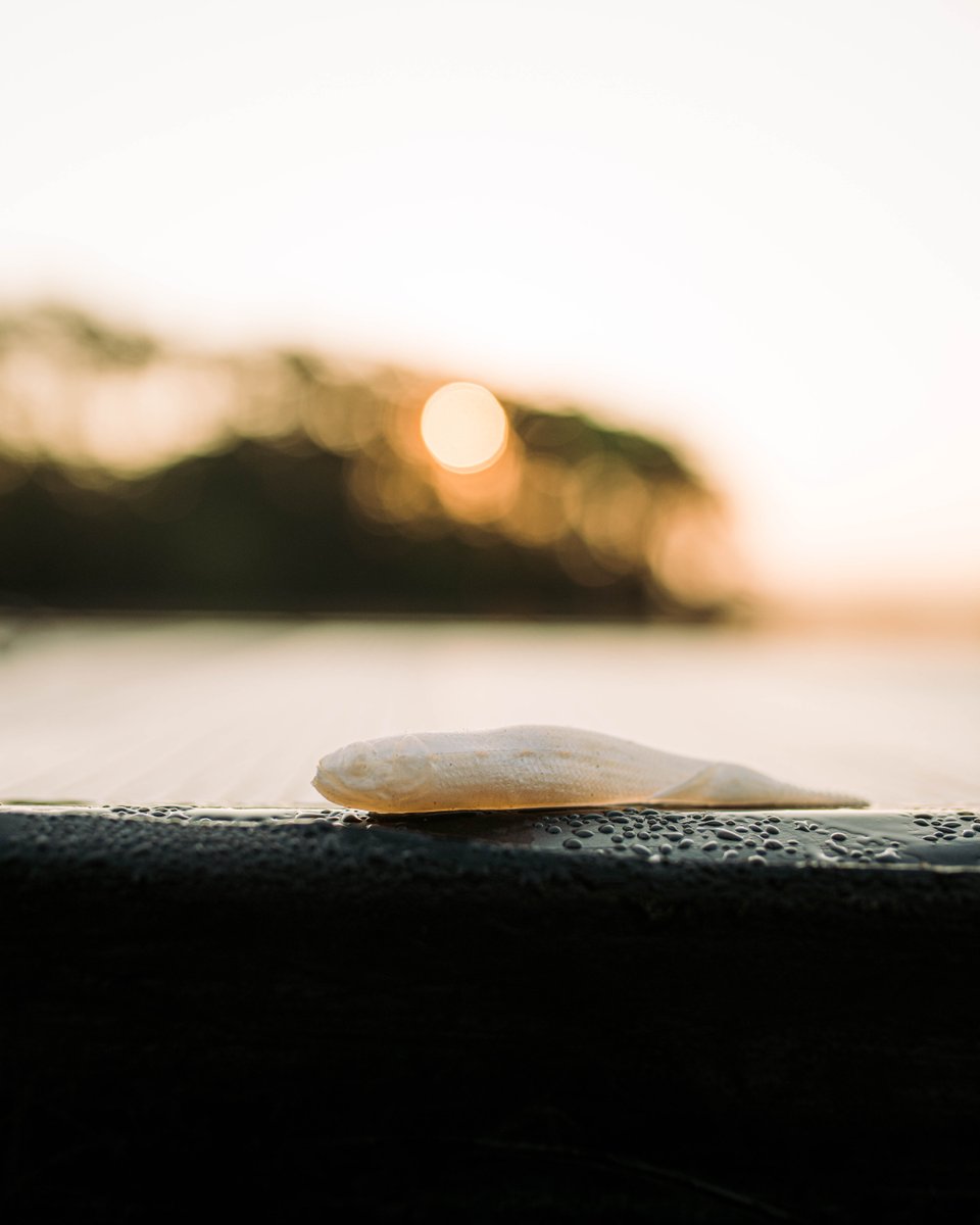 MISSILE_BAITS's tweet image. There are obviously a ton of minnow baits on the market, but the Freedom Flyer is different in that it has these up pitch elevators to enhance the rolling action. Have you gotten your hands on the Freedom Flyer yet?

missilebaits.store/products/freed…

#missilebaits #bassfishing