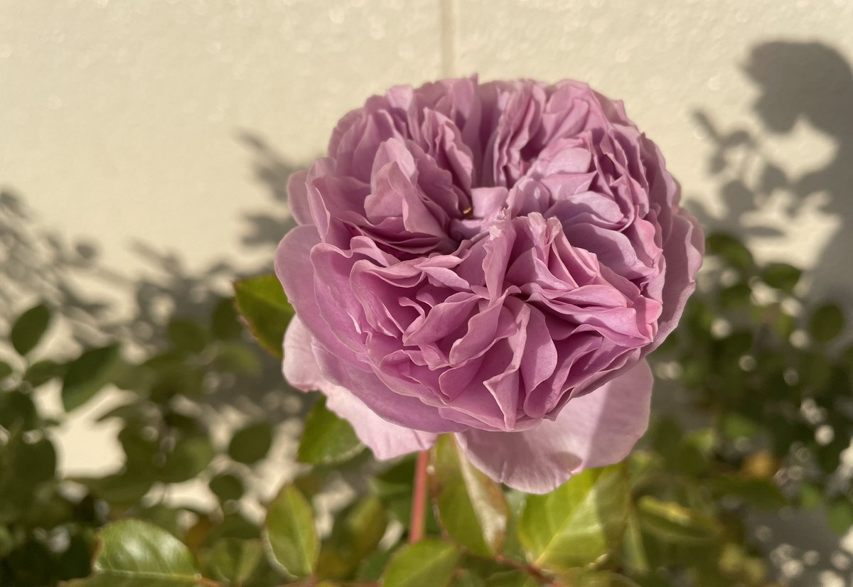 はなのなは (@shientakun7) / Posts / X