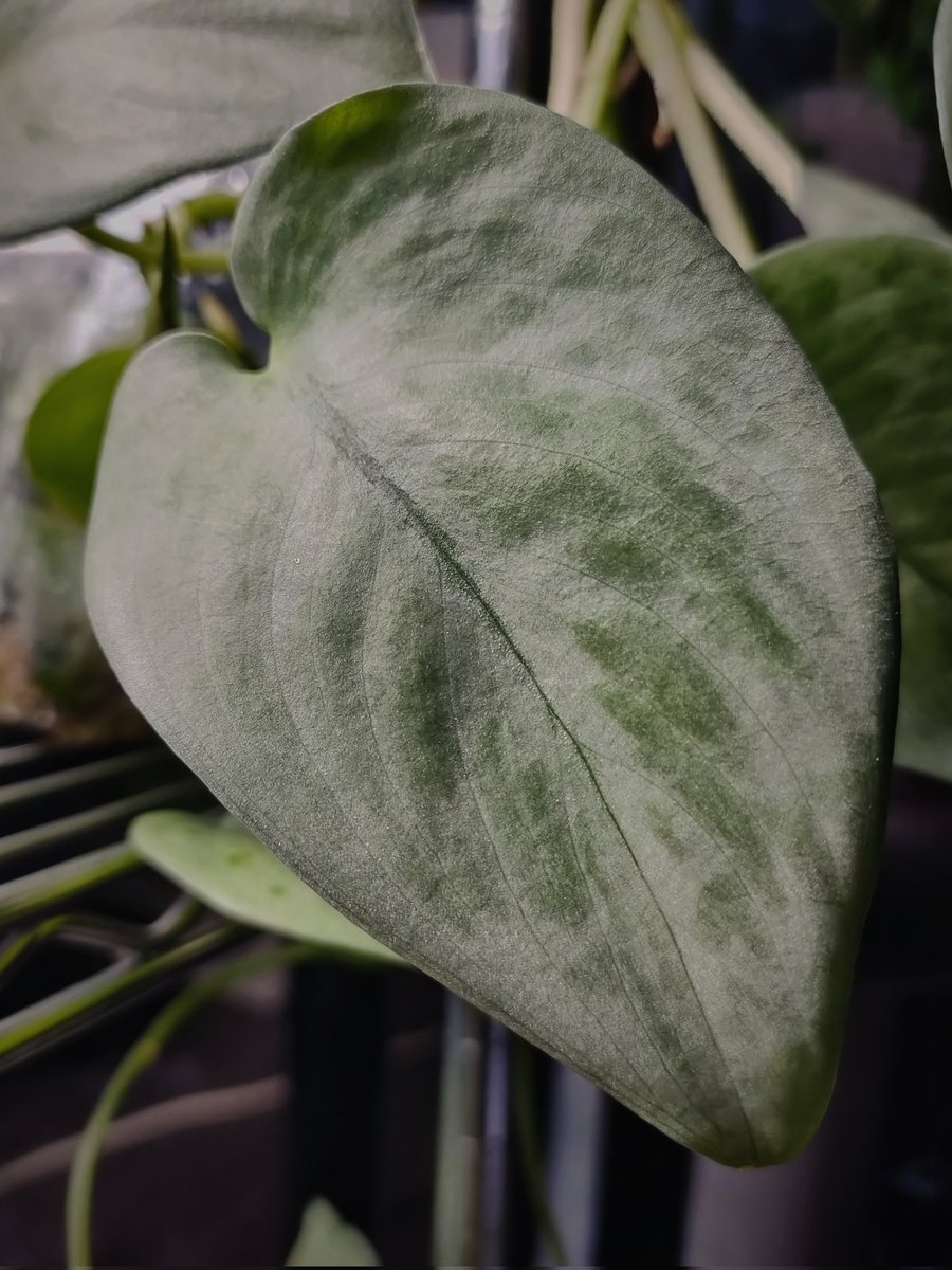 megu. (@VMBfxdDFgF76u9z) / Posts / X