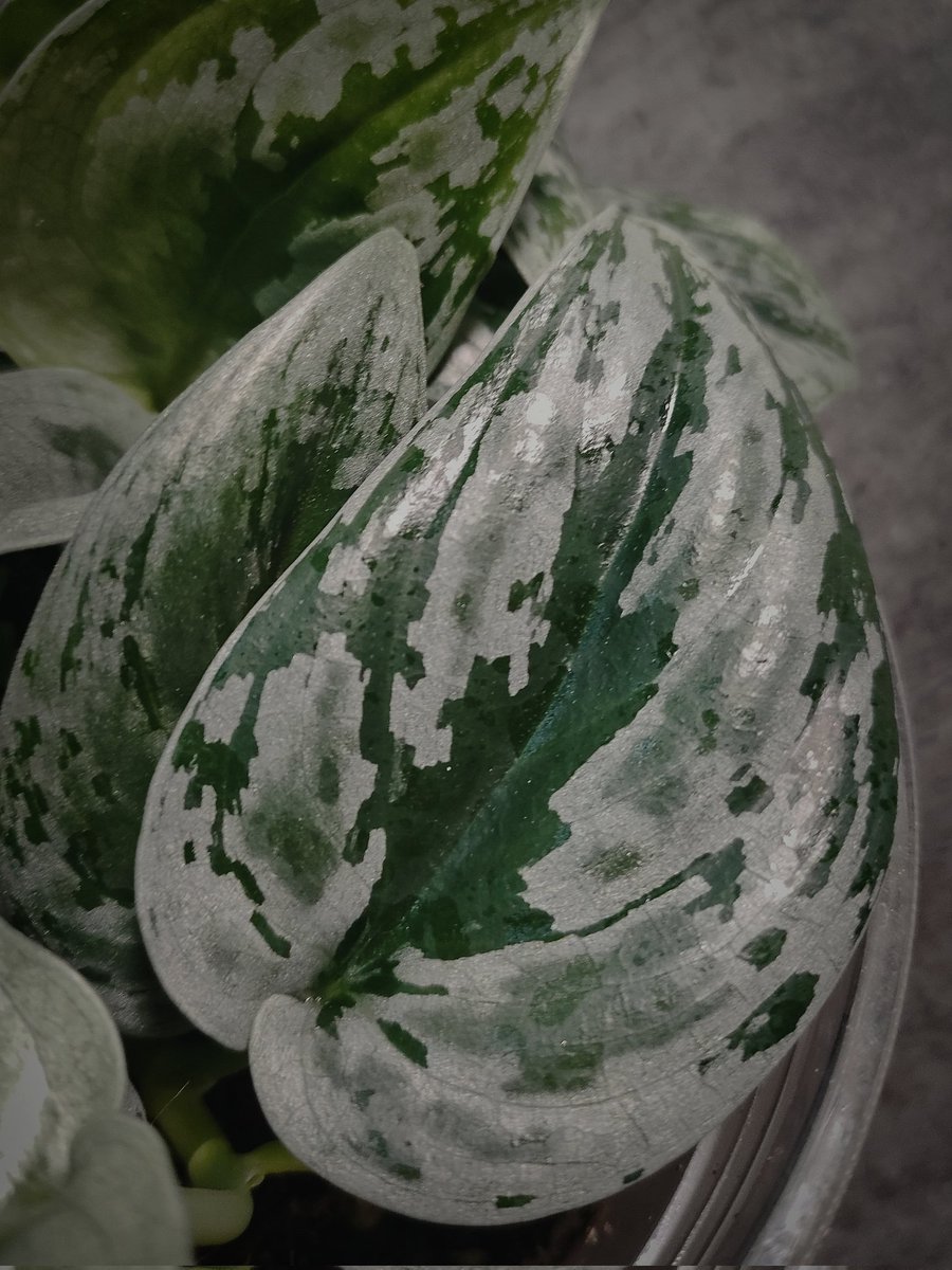 megu. (@VMBfxdDFgF76u9z) / Posts / X