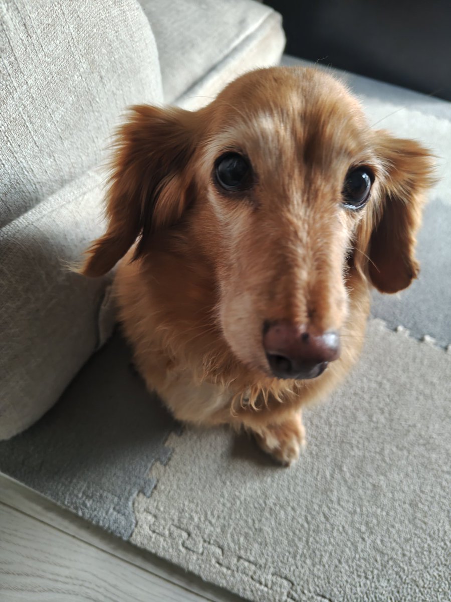 モモさん本日トリミング🛁 いつものモモ担トリマーさん 今日で最後なん
