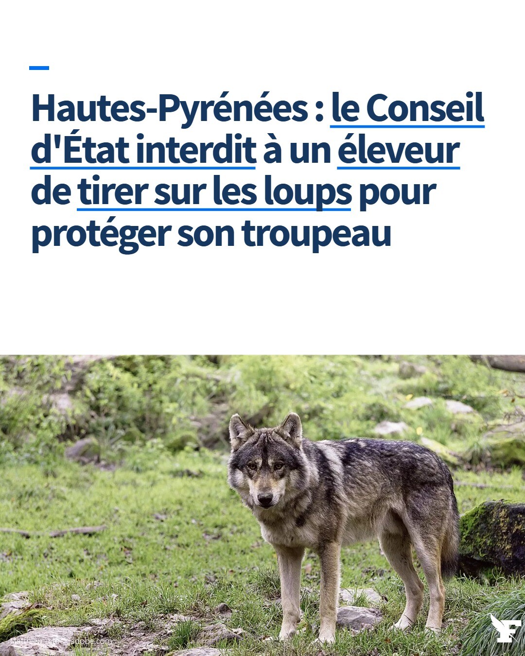 «La population de loups dans le département des Hautes-Pyrénées est très réduite, un unique spécimen mâle ayant été identifié à ce jour», a relevé la plus haute juridiction administrative.→