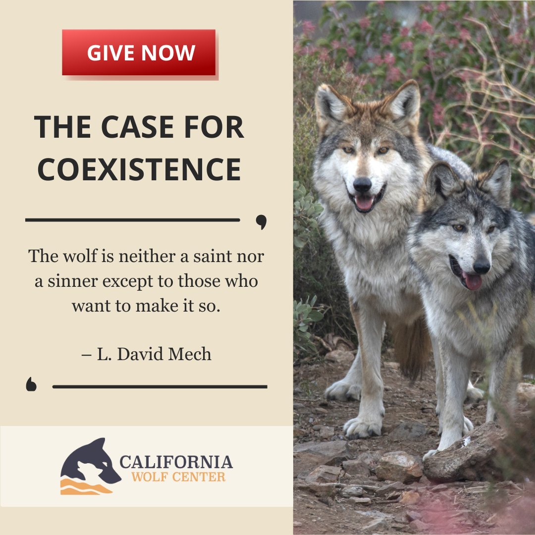 California Wolf Center tweet media