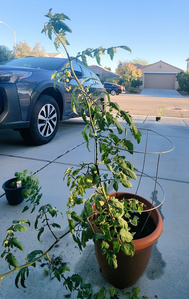 Growing tomatoes in December feels like a sin, but so is Vegas life.