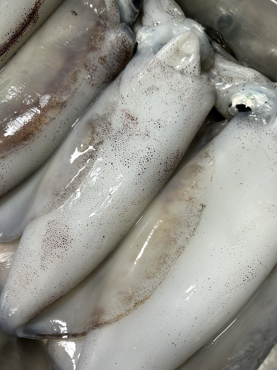 うおとら様　確認用 うおとら様 確認用 うおとら様 確認用 うおとら様 確認用 魚